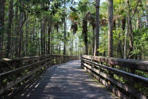 Grassy Waters Preserve: "Nature's Retreat in West Palm Beach"